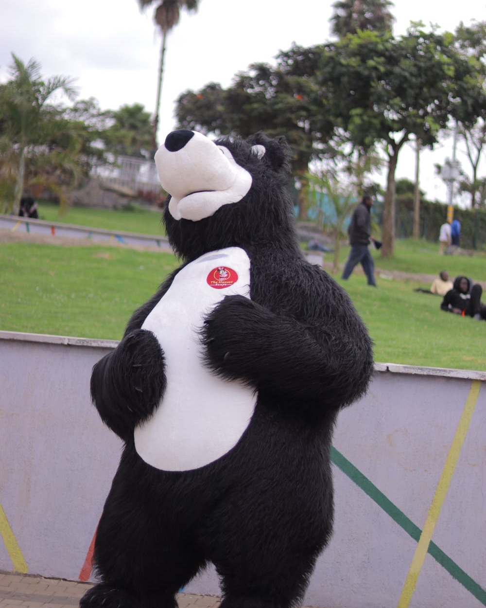 Black Bear