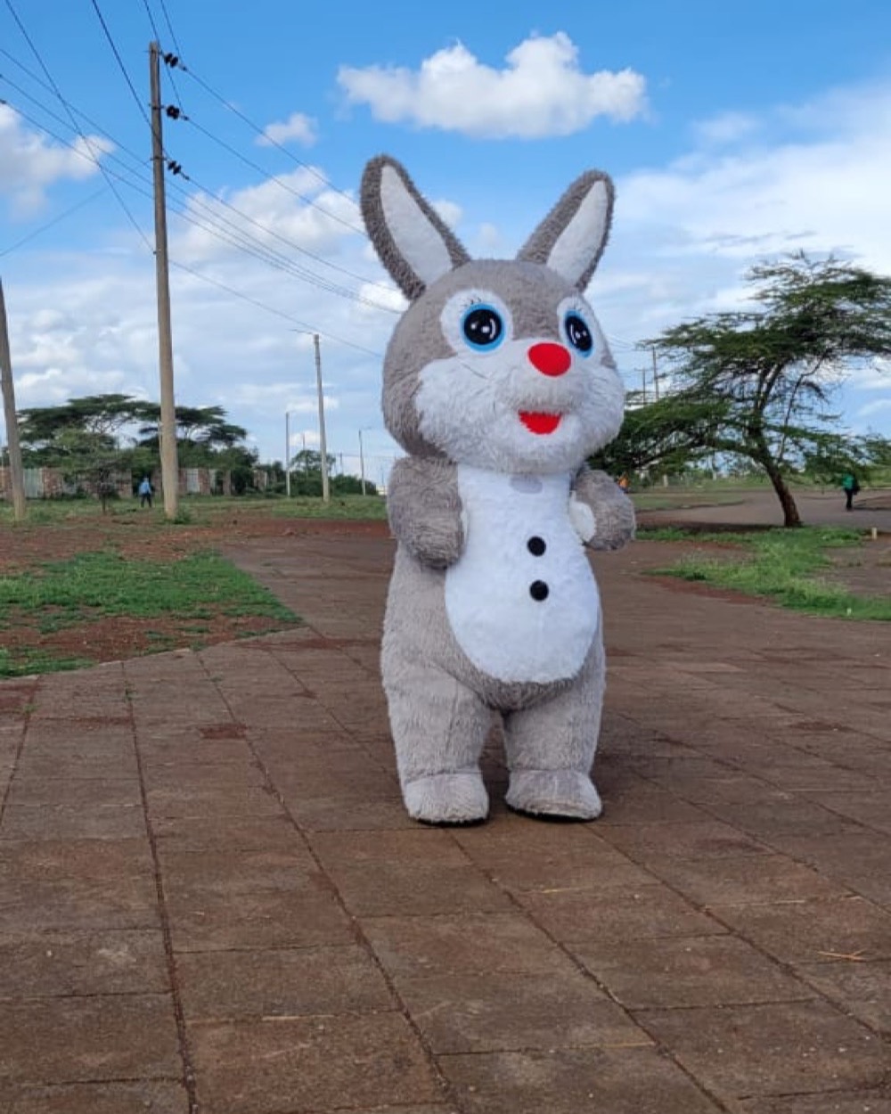 Grey Bunny