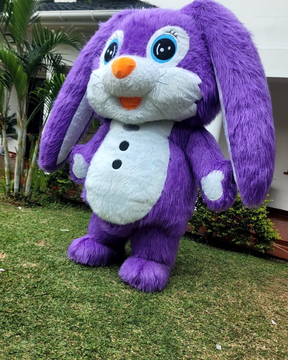 Purple Bunny