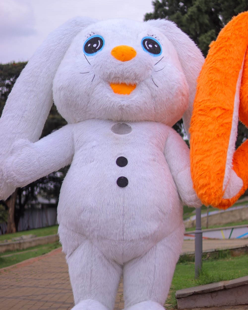 White Bunny
